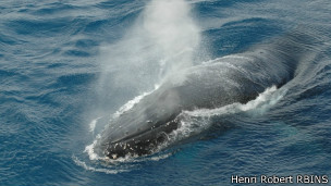 Ballena jorobada