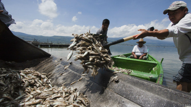 Peces muertos en la laguna de Cajititlán