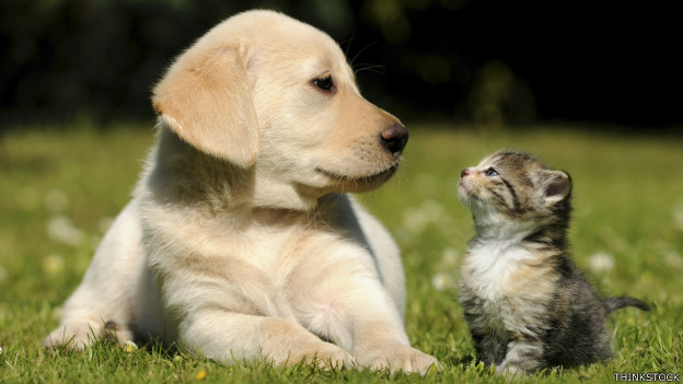 La explicación científica de nuestra fascinación por las mascotas - BBC  News Mundo