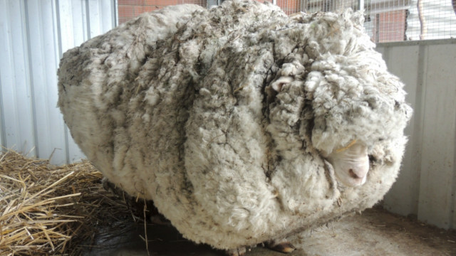 La increíble oveja que acumuló 40 kilos de lana - BBC News Mundo