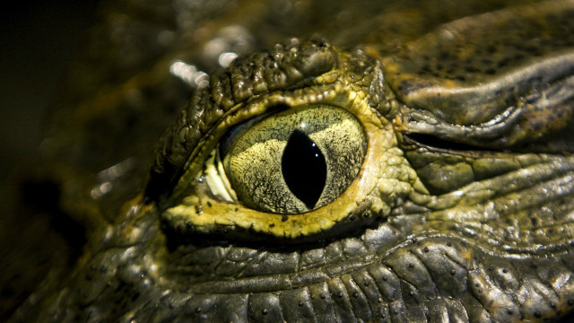 El secreto detrás de la aguda visión de los cocodrilos - BBC News Mundo