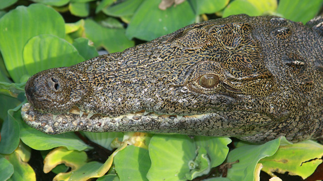 La extraña y peligrosa aparición de cocodrilos del Nilo en los pantanos de  Florida - BBC News Mundo